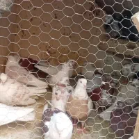 یه تعداد کفتر حسابی با لوازم به فروش می‌رسد