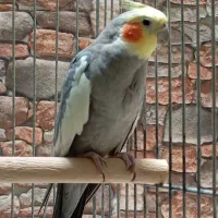 عروس هلندی