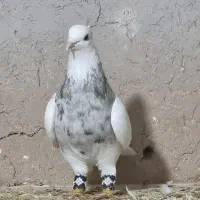 طوقی کرمانشاهی