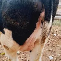 تلیسه نژاد