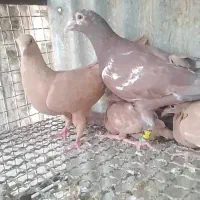 پرنده جفتگاه