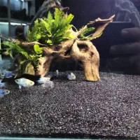 بار بزرگ ماهی زینتی اندونزی رسید