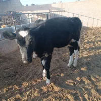 گوساله ماده سیمینتال|حیوانات مزرعه|کاشمر, |دیوار