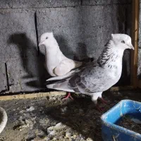 یک جفت قاره عالی|پرنده|رودبار (کرمان), |دیوار