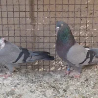 کبوتر سبز|پرنده|نهاوند, |دیوار