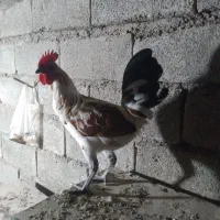 خروس گلین لری