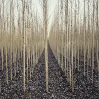 صنوبر مریوان،انتخابی عالی برای کشاورزی باشرایط خاص|خدمات باغبانی و درختکاری|مریوان, |دیوار