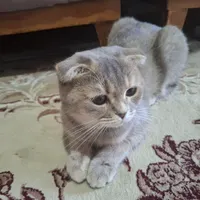 گربه اسکاتیش ماده