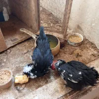 مرغ و خروس زینتی سلطان