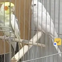 گمشده عروس|پرنده|قم, دانش|دیوار