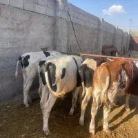 گوساله نرسیمنتال وهلیشتاین ۵عدد