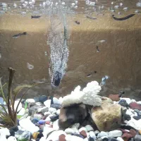 ماهی گوپی بلک متال مشکی