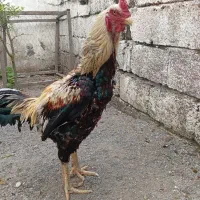 جوجه لاری رگو ریشه دار