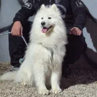 واگذاری فوری (نژاد ساموئید)