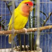 طوطی برزیلی ماده اماده جفت|پرنده|کرج, آق تپه|دیوار