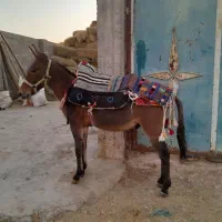 یک راس کره قاطر نرک سالم وسرحال