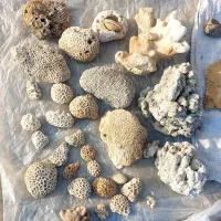 مرجان وصدفهای تزئینی اندازهای مختلف ازجزایرجنوب