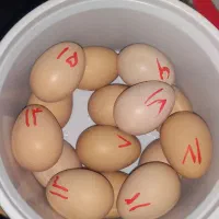 تخم نطفه دار برهما