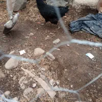 فروش دوتا فره سیاه خروس سیاه هم موجوده