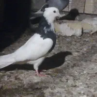 کبوتر نر طوقی