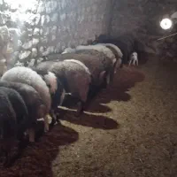 میش بز شیشک|حیوانات مزرعه|دورود, |دیوار