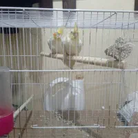 عروس هلندی لوتینو جفت