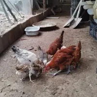 مرغ وخروس