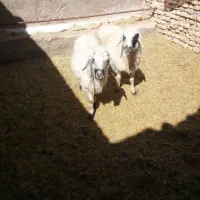 میش ابستن|حیوانات مزرعه|یزد, |دیوار