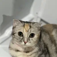 گربه ماده اماده جفت گیری|گربه|زاهدان, |دیوار