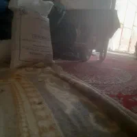فروش برنج فله پاکستانی