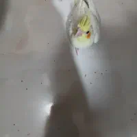 ۴عدد عروس هلندی همراه با یک عدد جوجه عروس هلندی