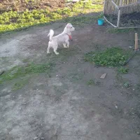 سگ پاکوتاه|سگ|تاتار علیا, |دیوار