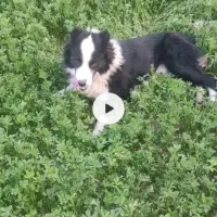 سگ نگهبان گم شده