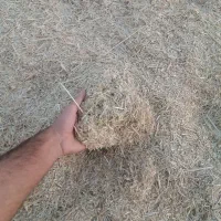 کاه سفید|حیوانات مزرعه|ارم, |دیوار