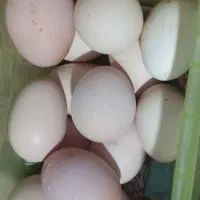 تخم مرغ روستا