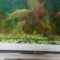 ماهی کوی|ماهی|یزد, |دیوار