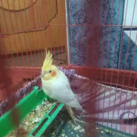 عروس هلندی لوتینو|پرنده|بندر ماهشهر, |دیوار