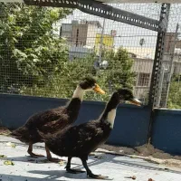 ۲عدد اردک جوان