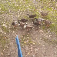 اردک پروازی