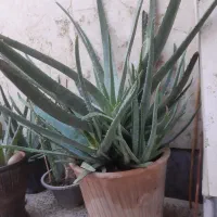 گل آلوورا بزرگ با پاجوش