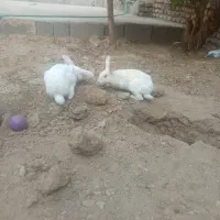 جوجه مرغ خروس فروشی