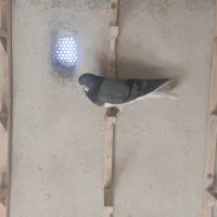 کفتر یا کبوتر|پرنده|شیراز, شهرک گلستان|دیوار