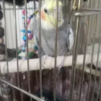 عروس هلندی مولد