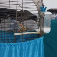 مرغ مینا|پرنده|آفتاب, |دیوار