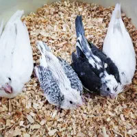 عروس هلندی سرلاکی نرم خور وغیره|پرنده|ارومیه, |دیوار