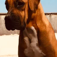 کن کورسو گلد سایز درشت