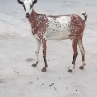 بز صلاله نقشی  داشتی