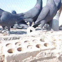 دسته زاغ کرمانی