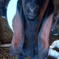 بز نر افغانی