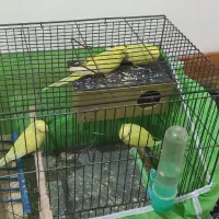 یک جفت مرغ عشق مولد با دو جوجه دون خور|پرنده|ایلام, |دیوار